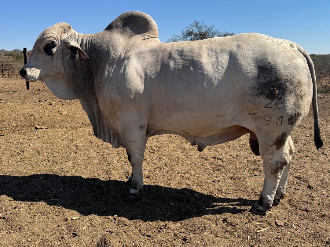 Grey Brahman bull from a member stud