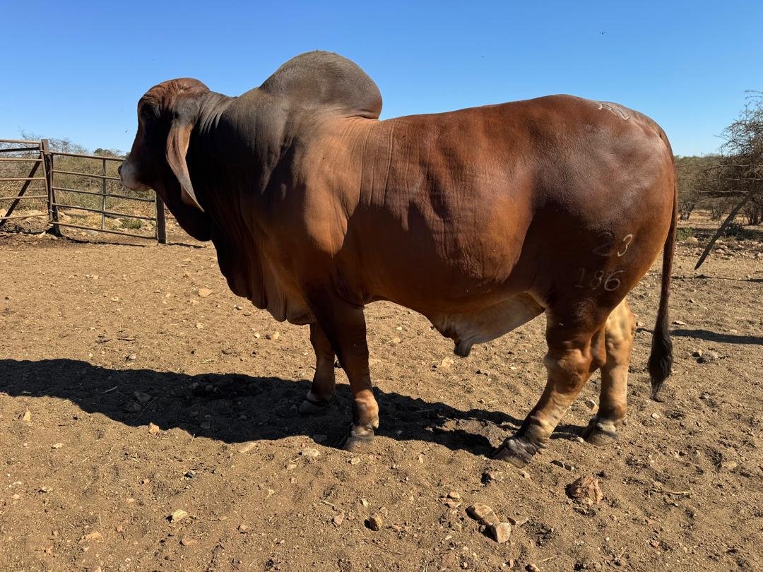 Brahman bull at sunset