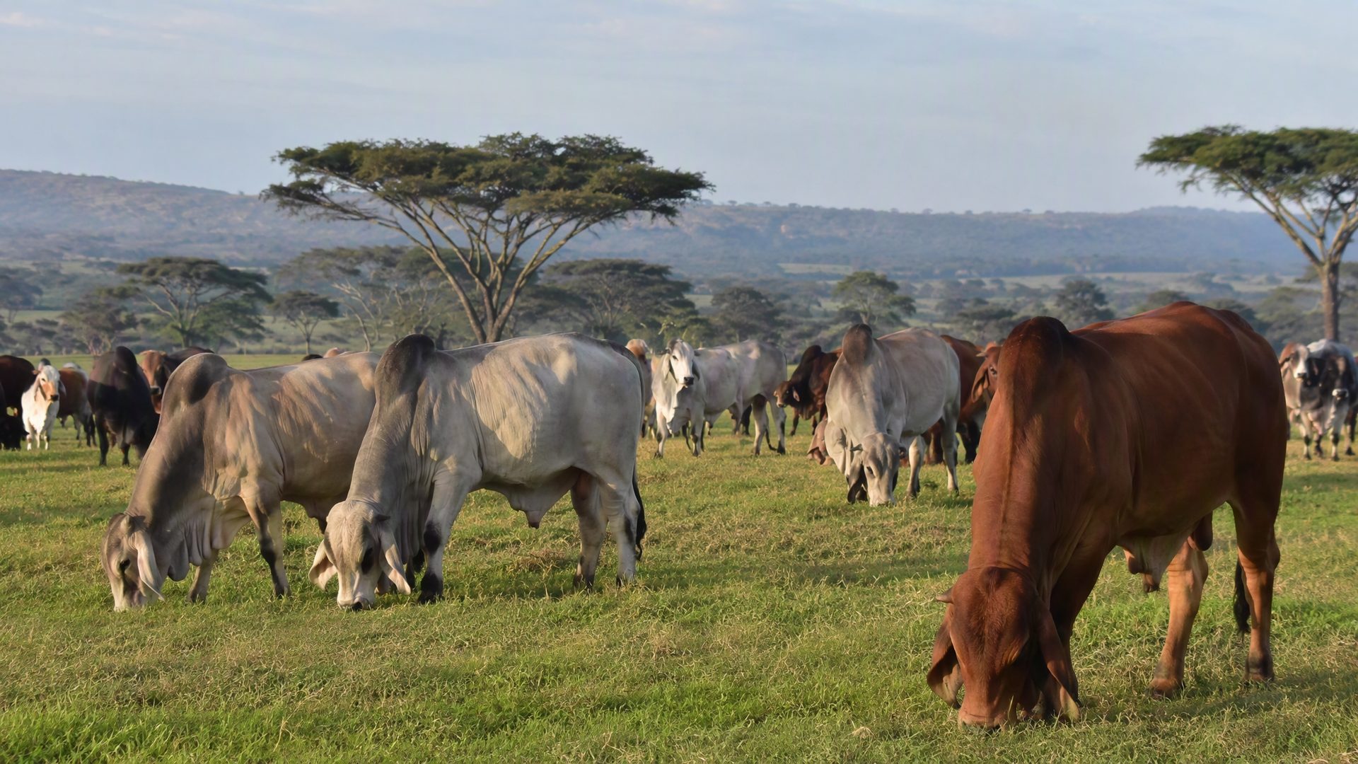 Brahman herd grazing on Zimbabwean pasture
